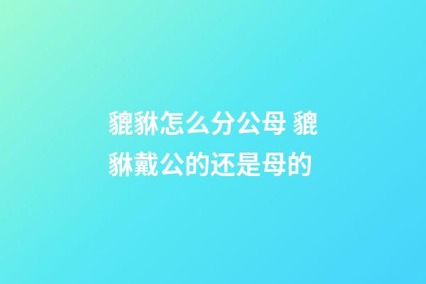 貔貅怎么分公母 貔貅戴公的还是母的